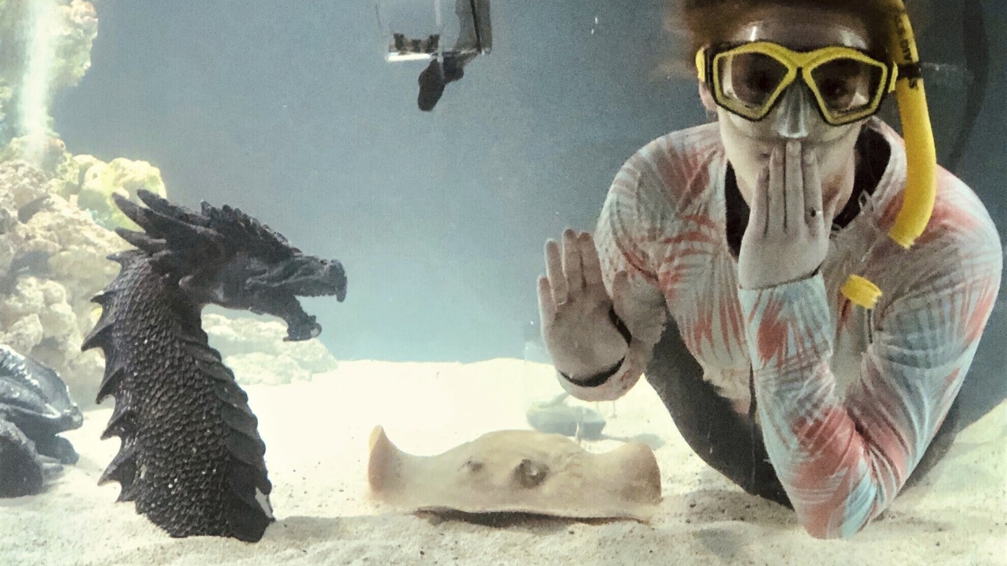 Charlotte, a stingray with no male companion, is pregnant in her mountain aquarium