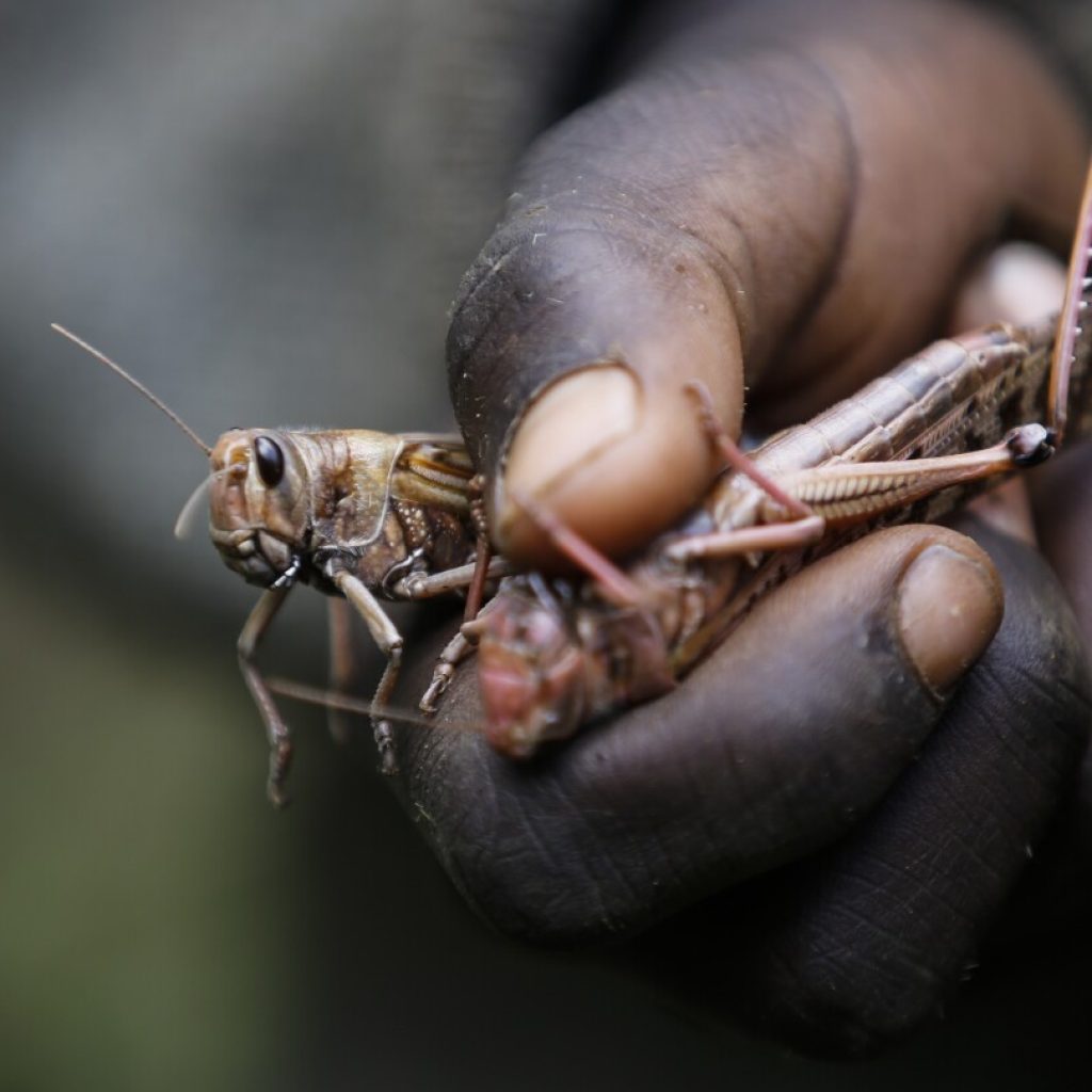 Erratic weather fueled by climate change will worsen locust outbreaks, study finds