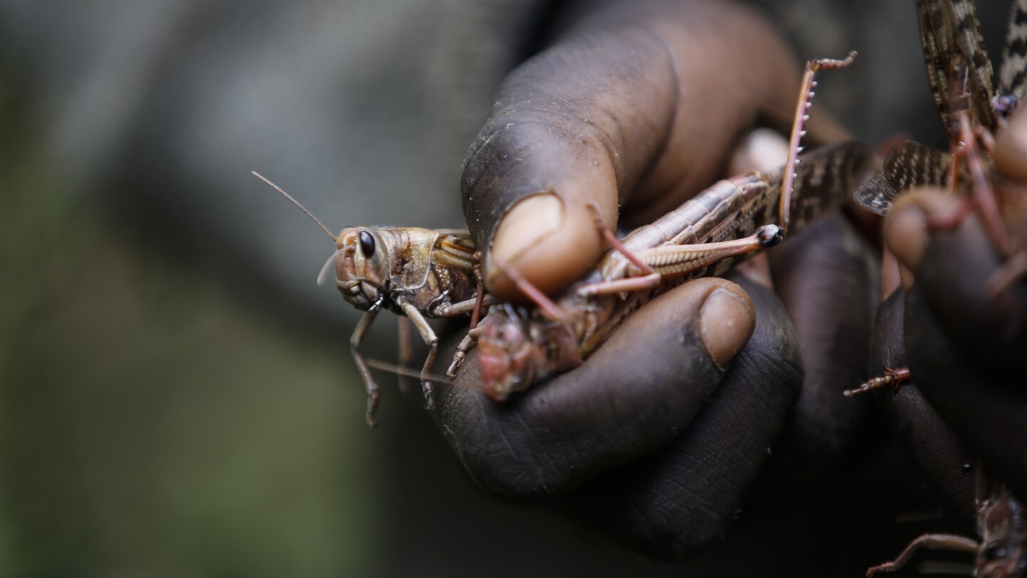 Erratic weather fueled by climate change will worsen locust outbreaks, study finds