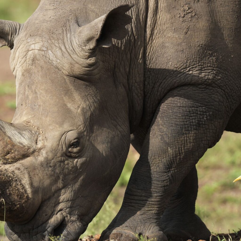 Rhinos are returned to a plateau in central Kenya, decades after poachers wiped them out