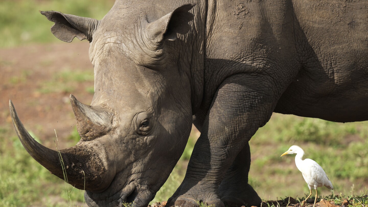 Rhinos are returned to a plateau in central Kenya, decades after poachers wiped them out