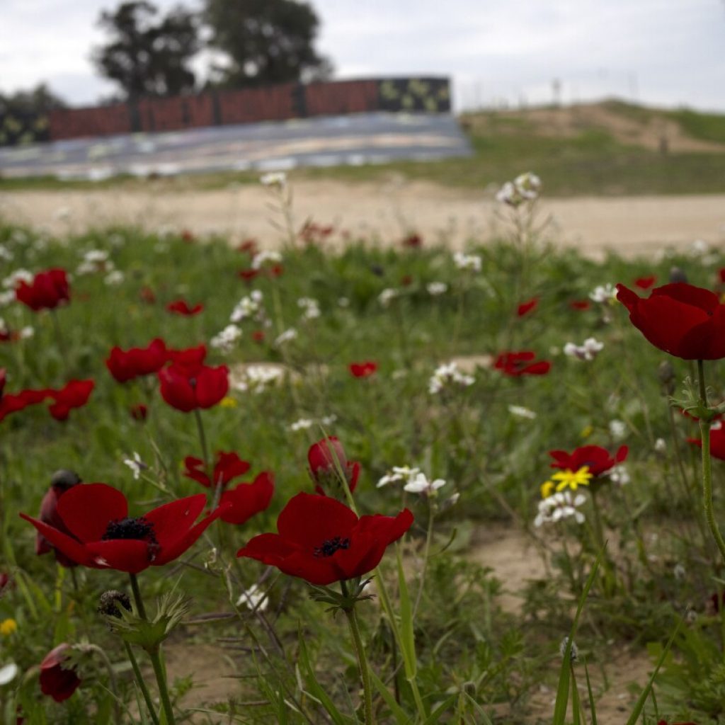 Southern Israel was filled with blood and death. Brilliant red wildflowers now bloom among the ashes