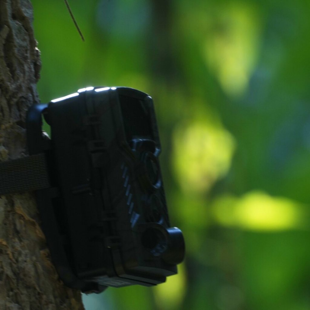 Cambodia to install hundreds of wildlife cameras in an effort to restore its tiger population