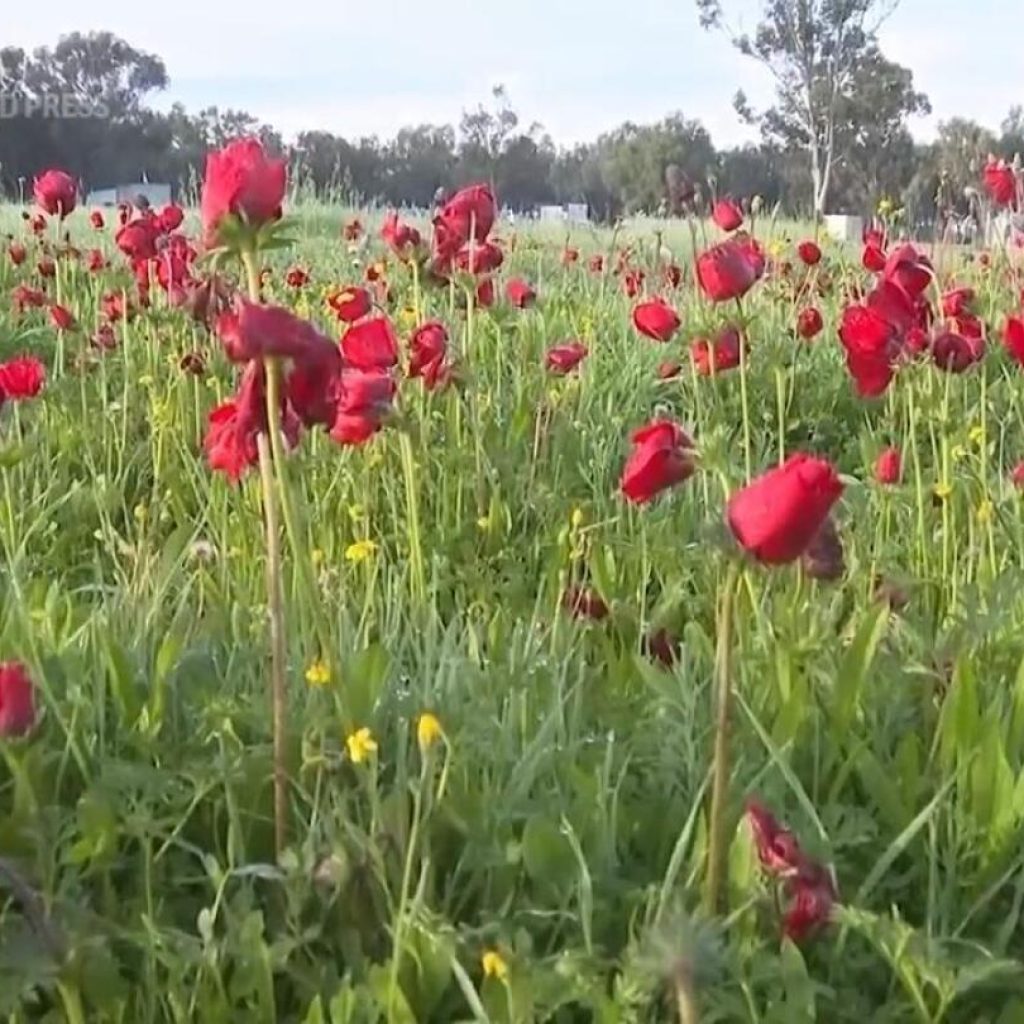 Red wildflowers bloom in southern Israel amid conflict | AP News