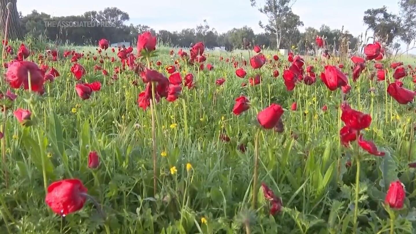 Red wildflowers bloom in southern Israel amid conflict | AP News