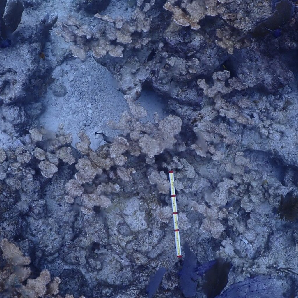 Hot seawater killed most of cultivated coral in Florida Keys in setback for restoration effort