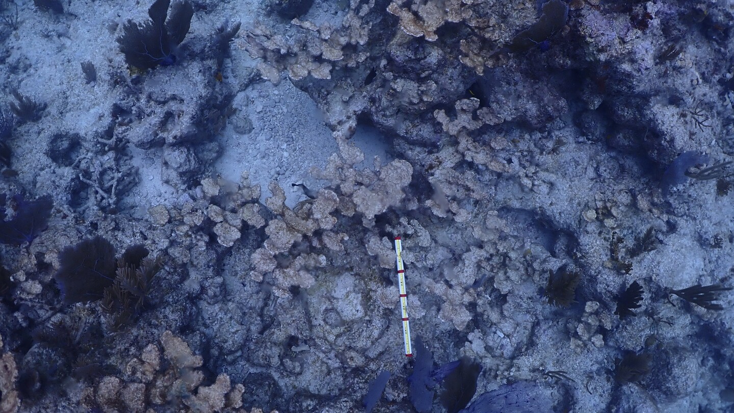 Hot seawater killed most of cultivated coral in Florida Keys in setback for restoration effort