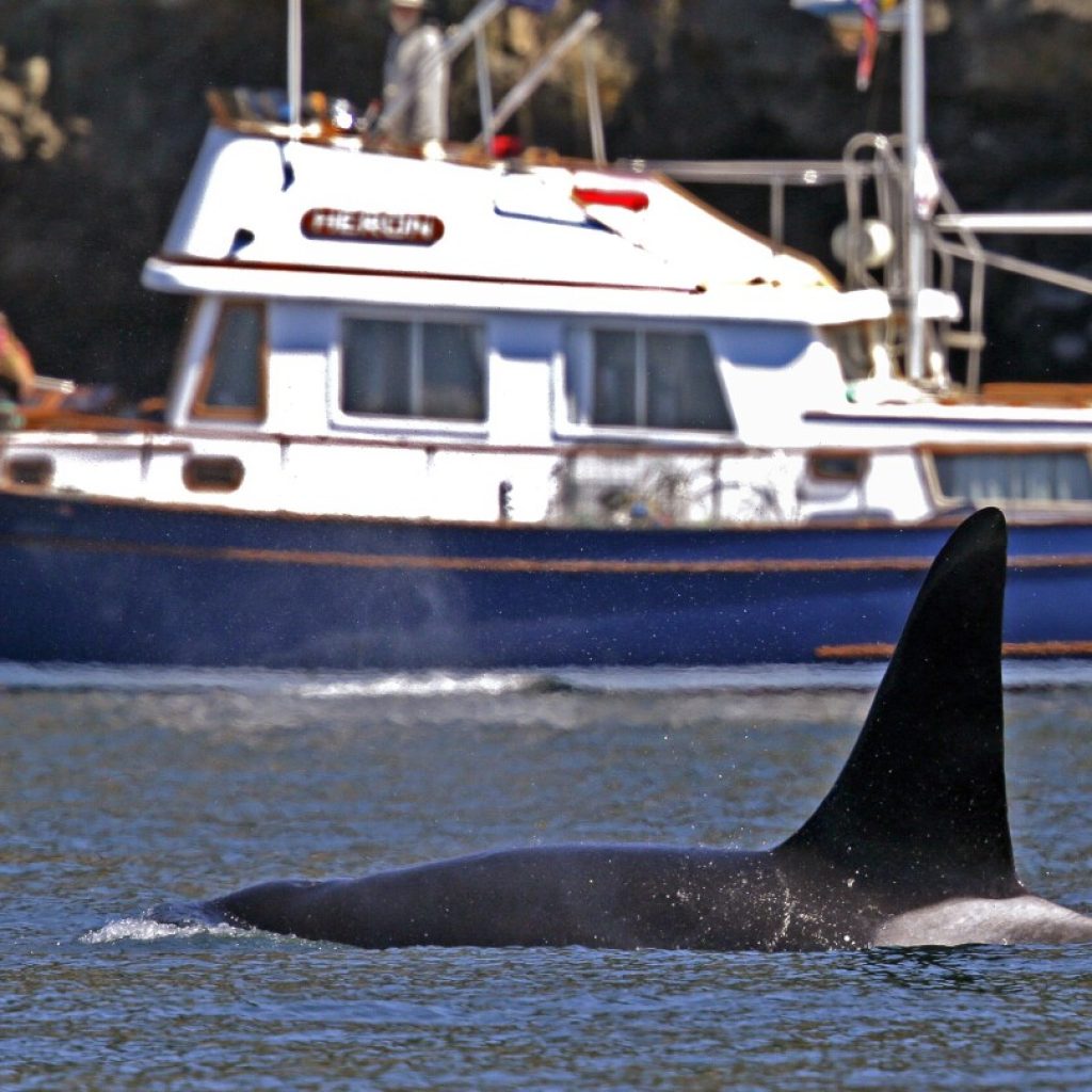 To keep whales safe, Coast Guard launches boat alert system in Seattle