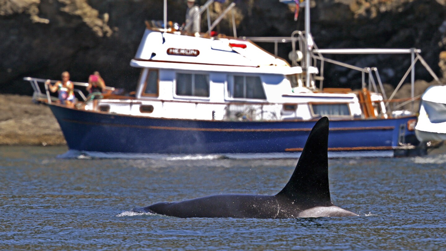 To keep whales safe, Coast Guard launches boat alert system in Seattle