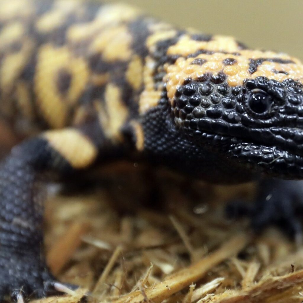 A Colorado man is dead after a pet Gila monster bite