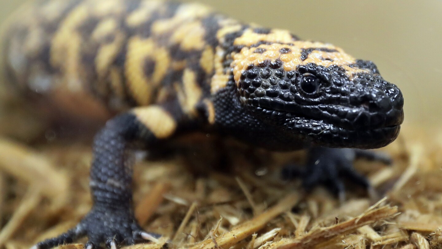 A Colorado man is dead after a pet Gila monster bite