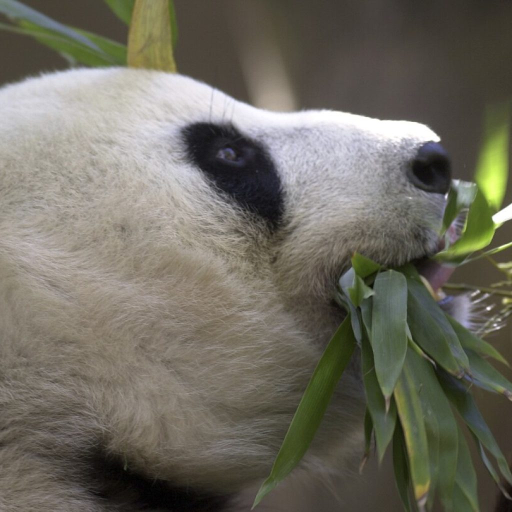 China plans to send San Diego Zoo more pandas this year, reigniting its panda diplomacy