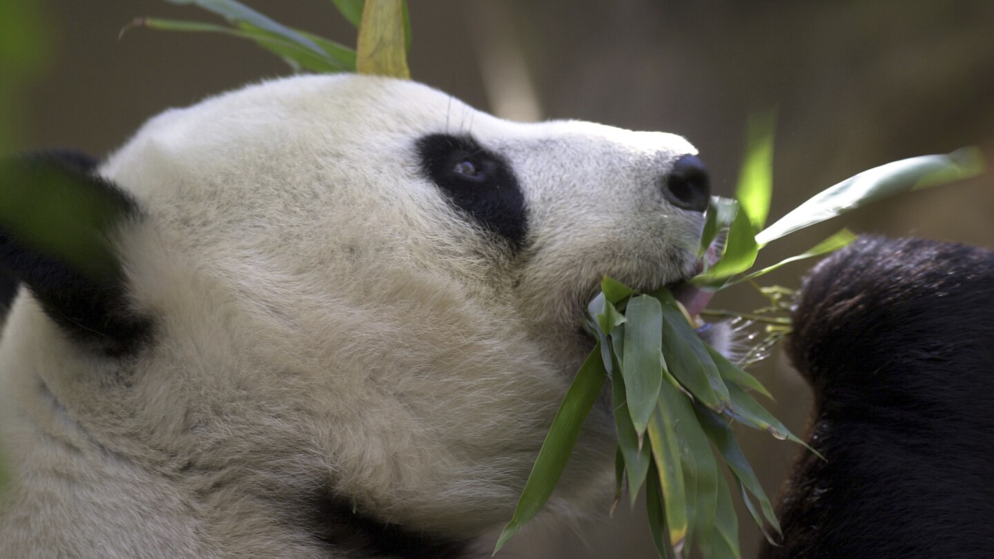 China plans to send San Diego Zoo more pandas this year, reigniting its panda diplomacy