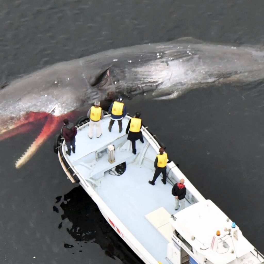 A stray whale died in Osaka Bay, raising questions about the cause and the cost of disposal