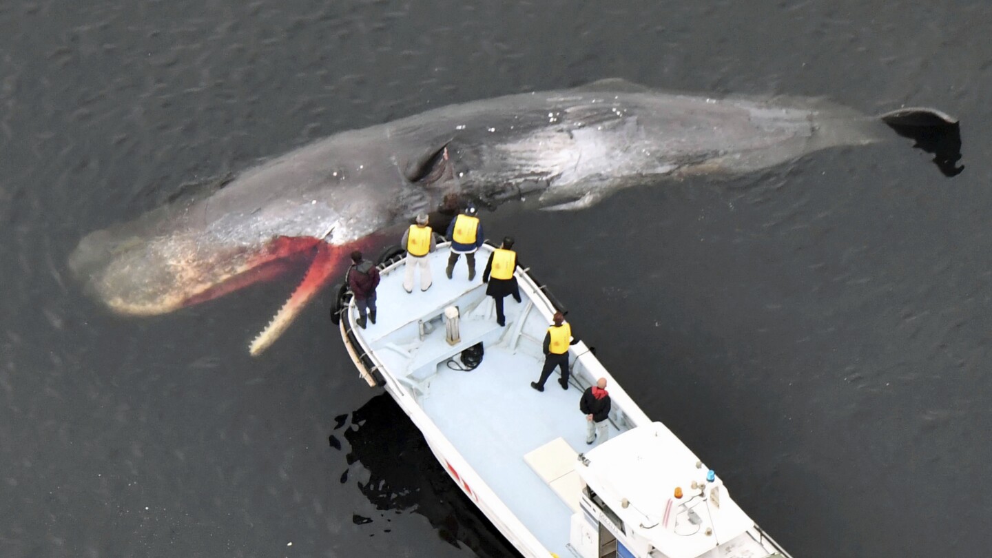 A stray whale died in Osaka Bay, raising questions about the cause and the cost of disposal