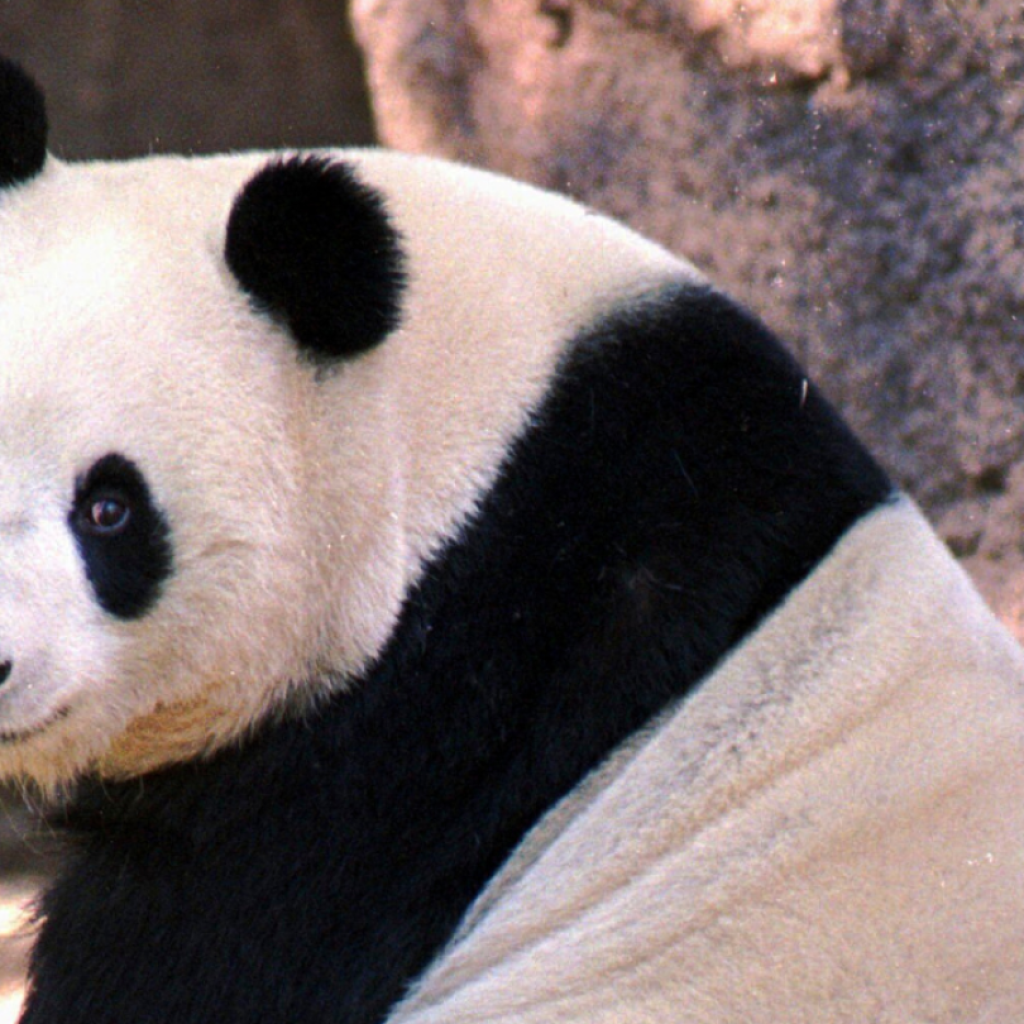 China plans to send San Diego Zoo more pandas this year, reintroducing panda diplomacy | AP News