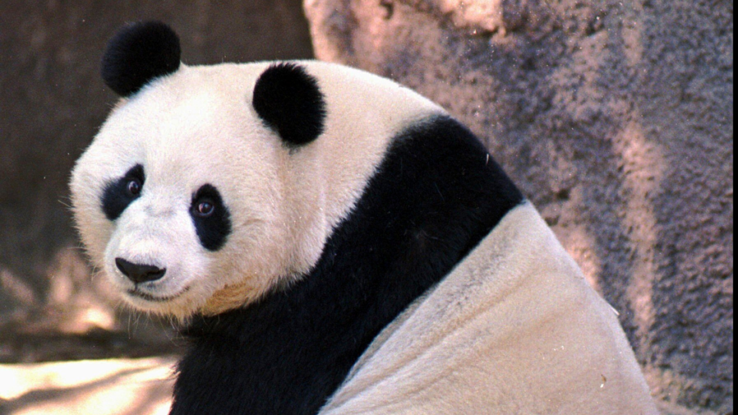 China plans to send San Diego Zoo more pandas this year, reintroducing panda diplomacy | AP News