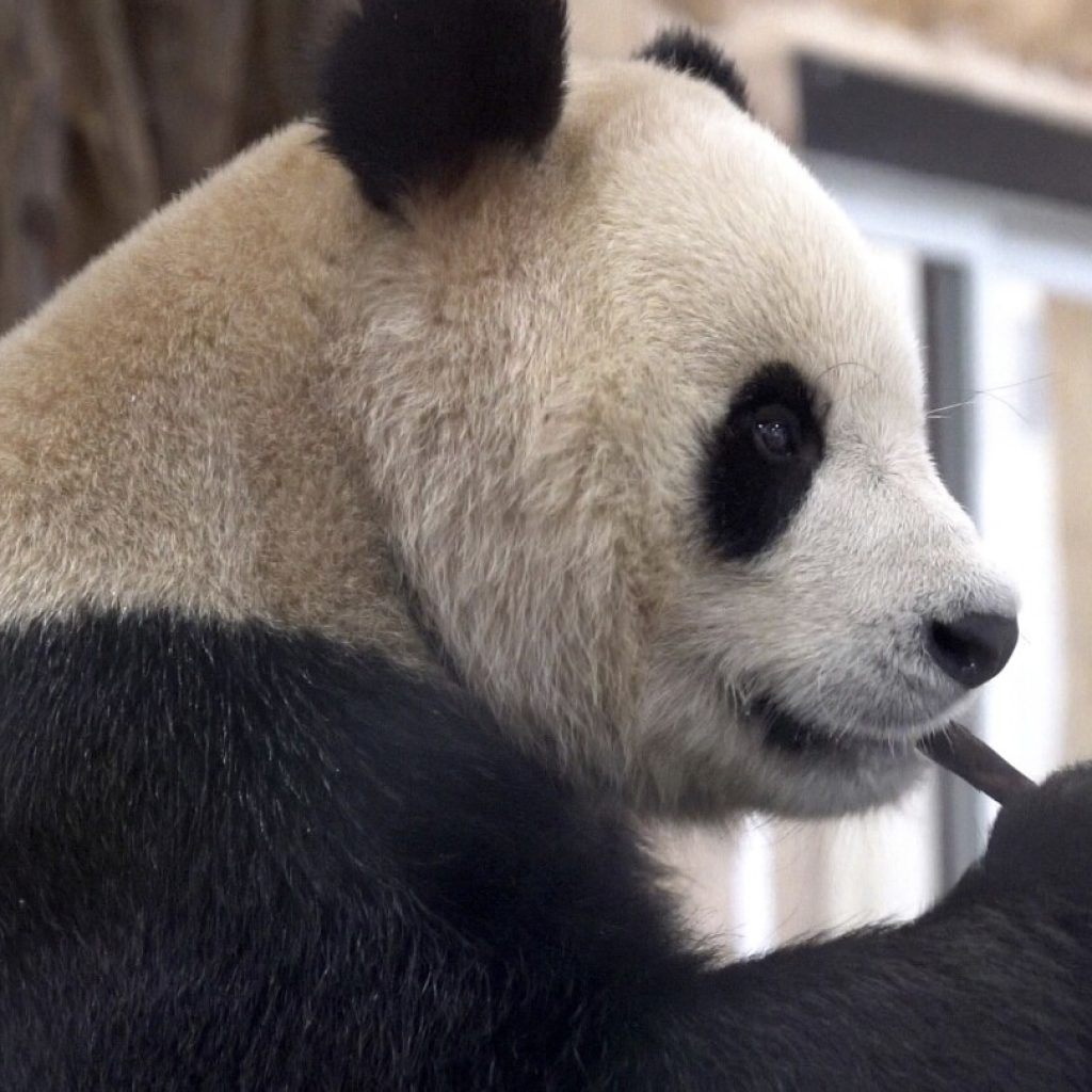 Atlanta is the only place in US to see pandas for now. But dozens of spots abroad have them