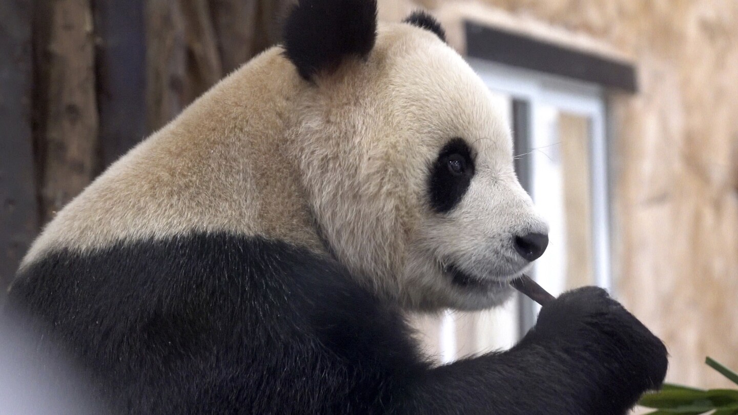 Atlanta is the only place in US to see pandas for now. But dozens of spots abroad have them