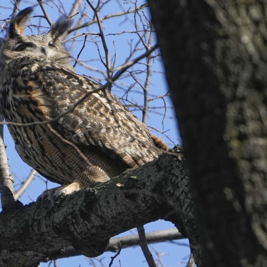 Celebrity owl Flaco dies a year after becoming beloved by New York City for zoo escape