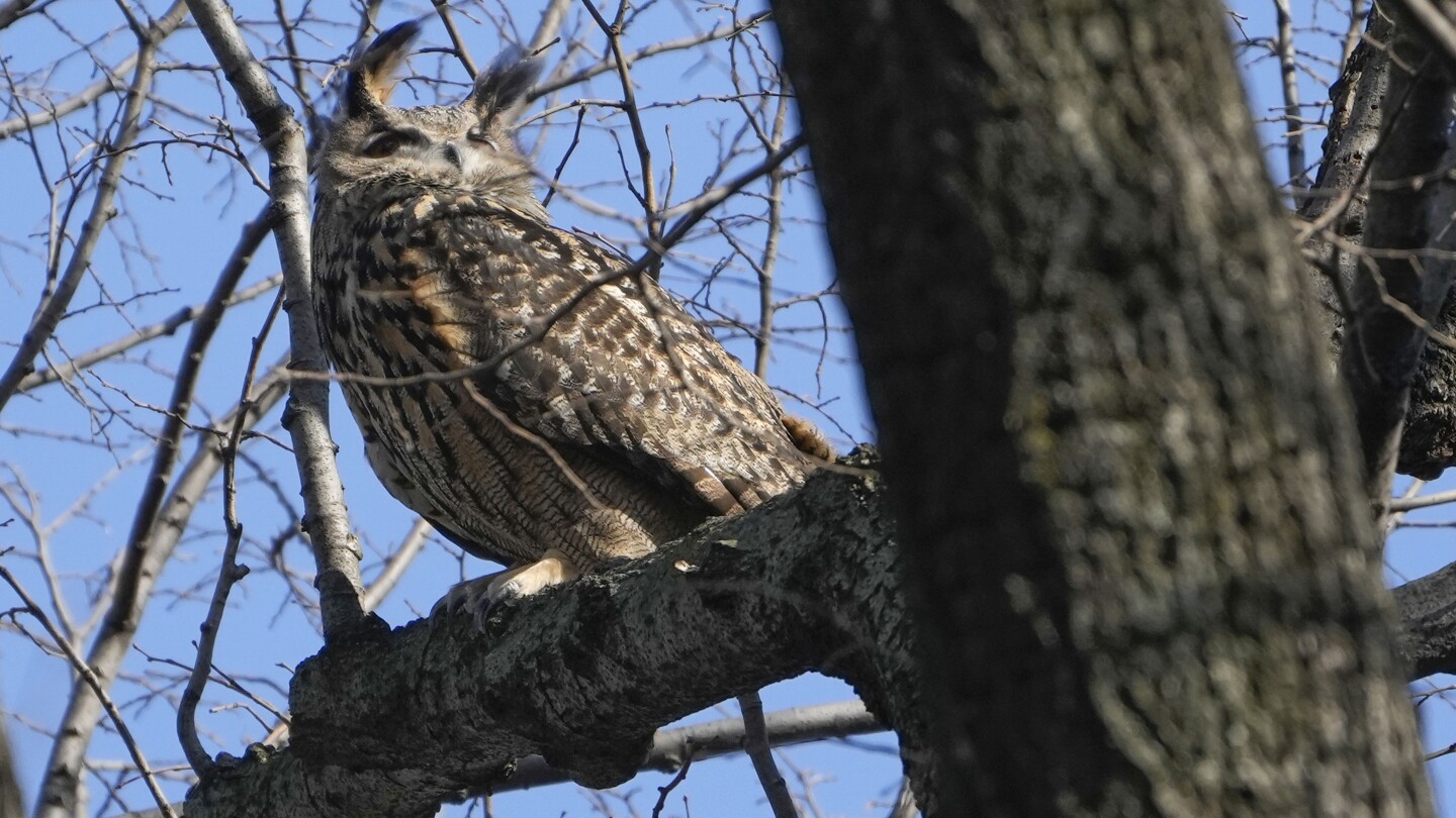 Celebrity owl Flaco dies a year after becoming beloved by New York City for zoo escape