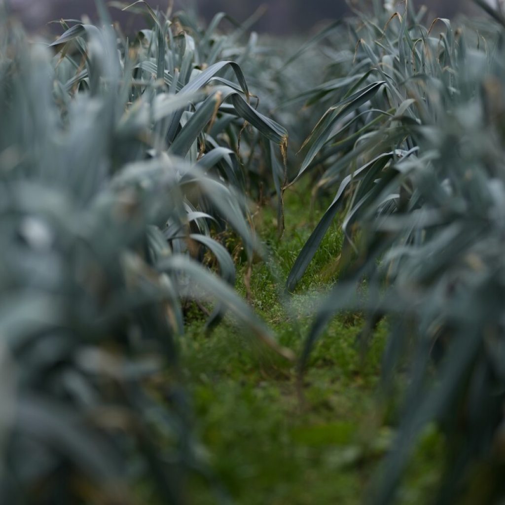 Tractor protests threaten to drive the EU’s green farming policies into a ditch