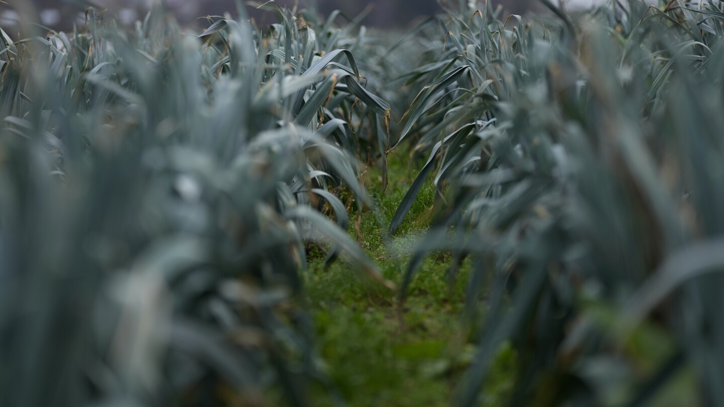 Tractor protests threaten to drive the EU’s green farming policies into a ditch