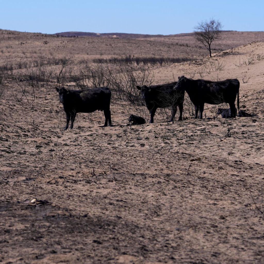 Texas Panhandle ranchers face losses and grim task of removing dead cattle killed by wildfires