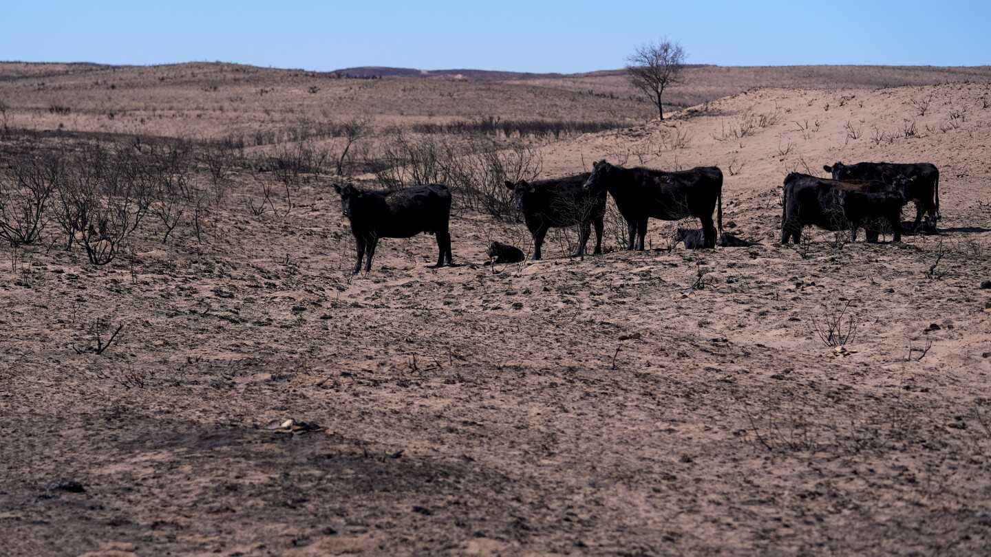 Texas Panhandle ranchers face losses and grim task of removing dead cattle killed by wildfires