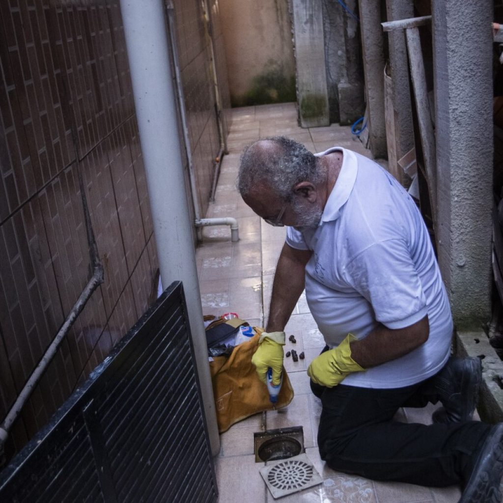 In Rio, rife with dengue, bacteria-infected mosquitoes are making a difference