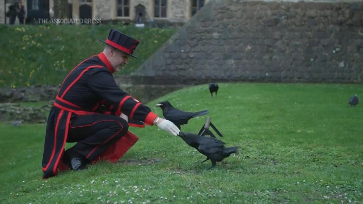 Meet the tower of London’s new raven master | AP News