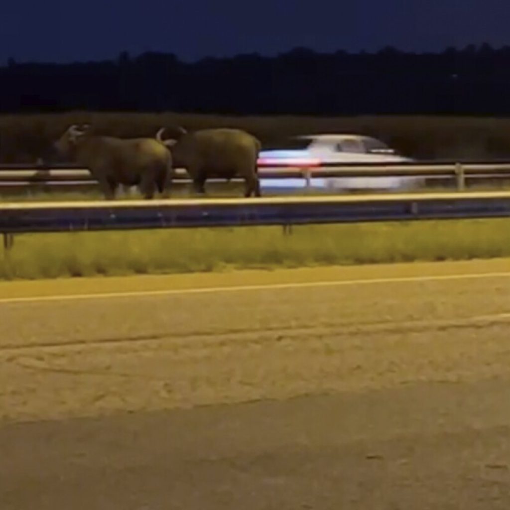 In South Africa, where the buffaloes roam is sometimes a problem. Like on a major highway