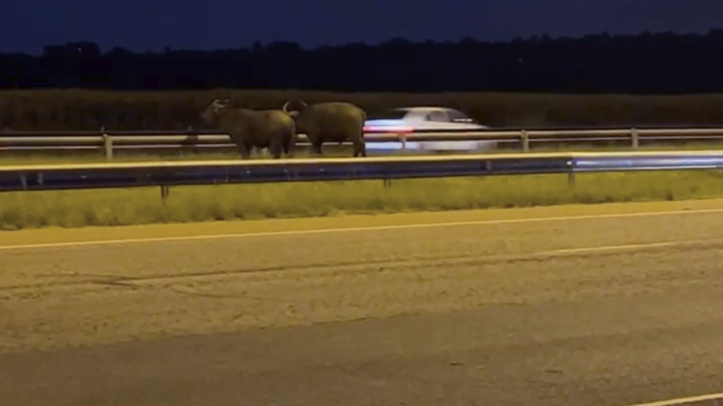 In South Africa, where the buffaloes roam is sometimes a problem. Like on a major highway