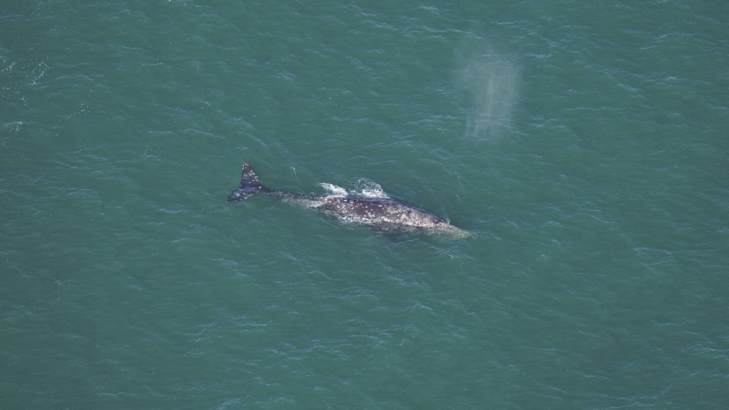 What is a whale native to the North Pacific doing off New England? Climate change could be the key