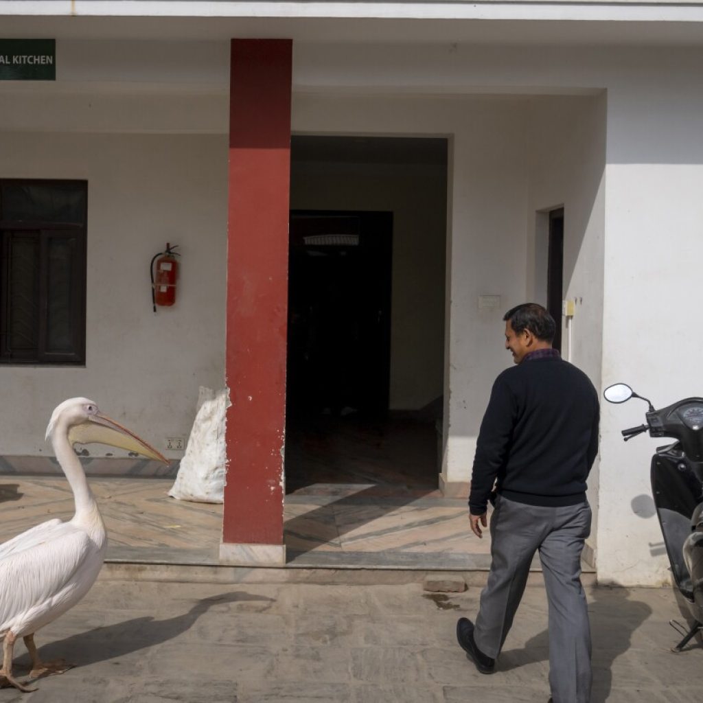 A 41-year-old pelican and other animals wait for their food at Nepal’s only zoo