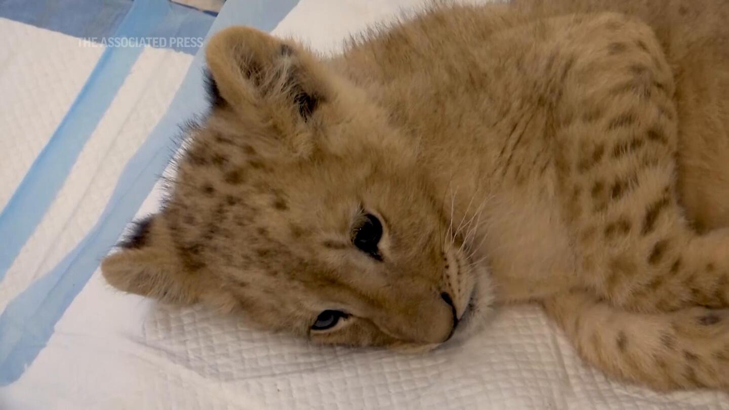 Young lion cub recovering at animal charity shelter in Lebanon after captivity ordeal | AP News