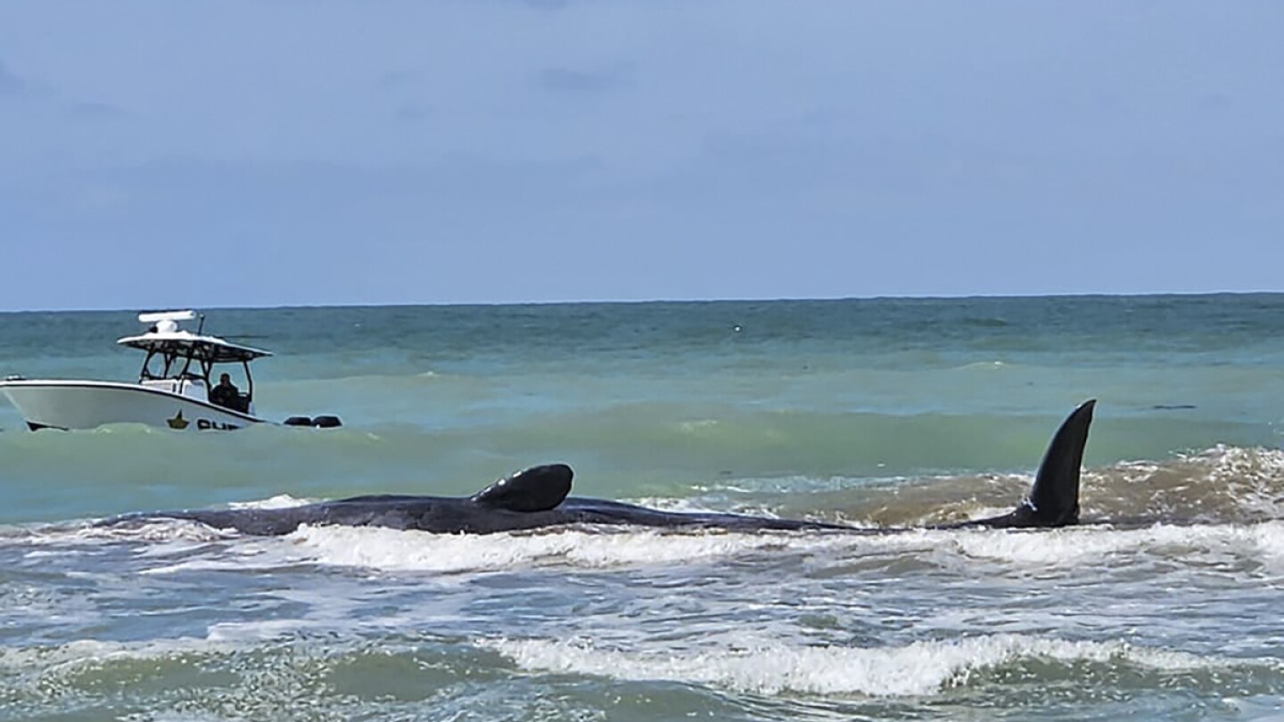 Sperm whale dies after beaching along Florida’s Gulf Coast