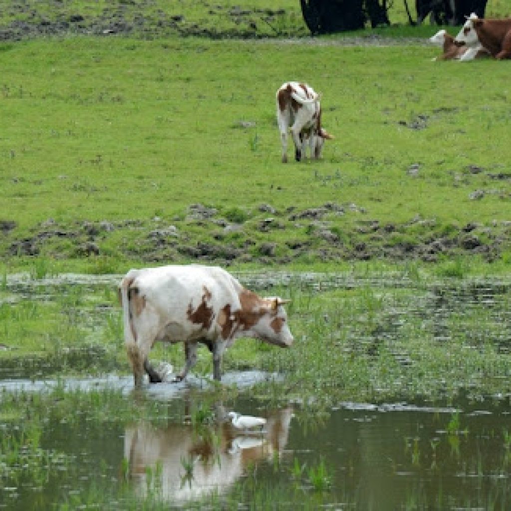 Pad stočnog fonda, pored manje emisije metana, ima i negativan uticaj na klimatske promene