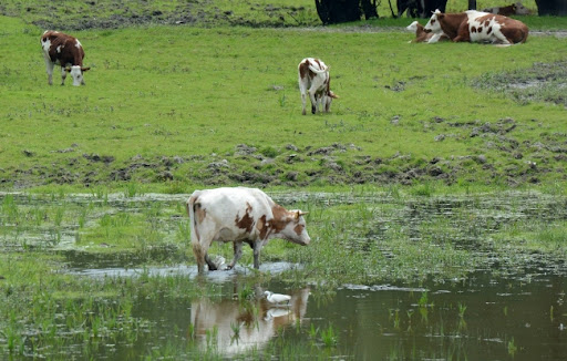 Pad stočnog fonda, pored manje emisije metana, ima i negativan uticaj na klimatske promene