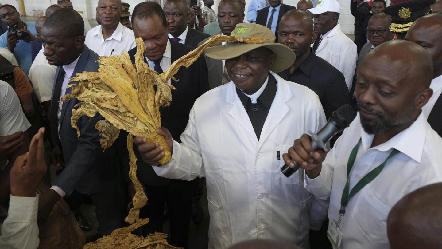 Zimbabwe predicts a sharp decline in tobacco crop as El Niño takes toll, a year after record harvest