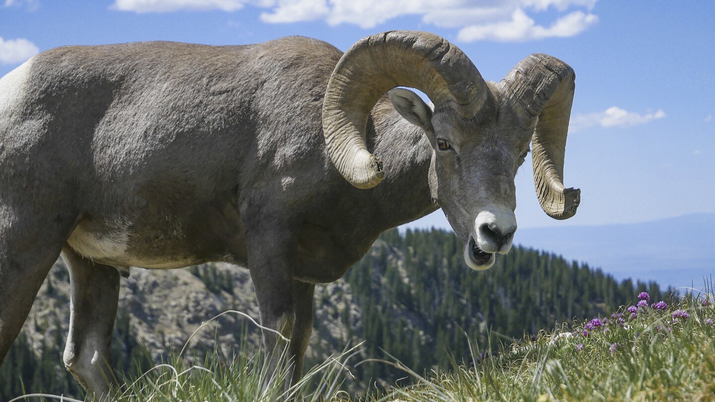 Montana man used animal tissue and testicles to breed ‘giant’ sheep for sale to hunting preserves