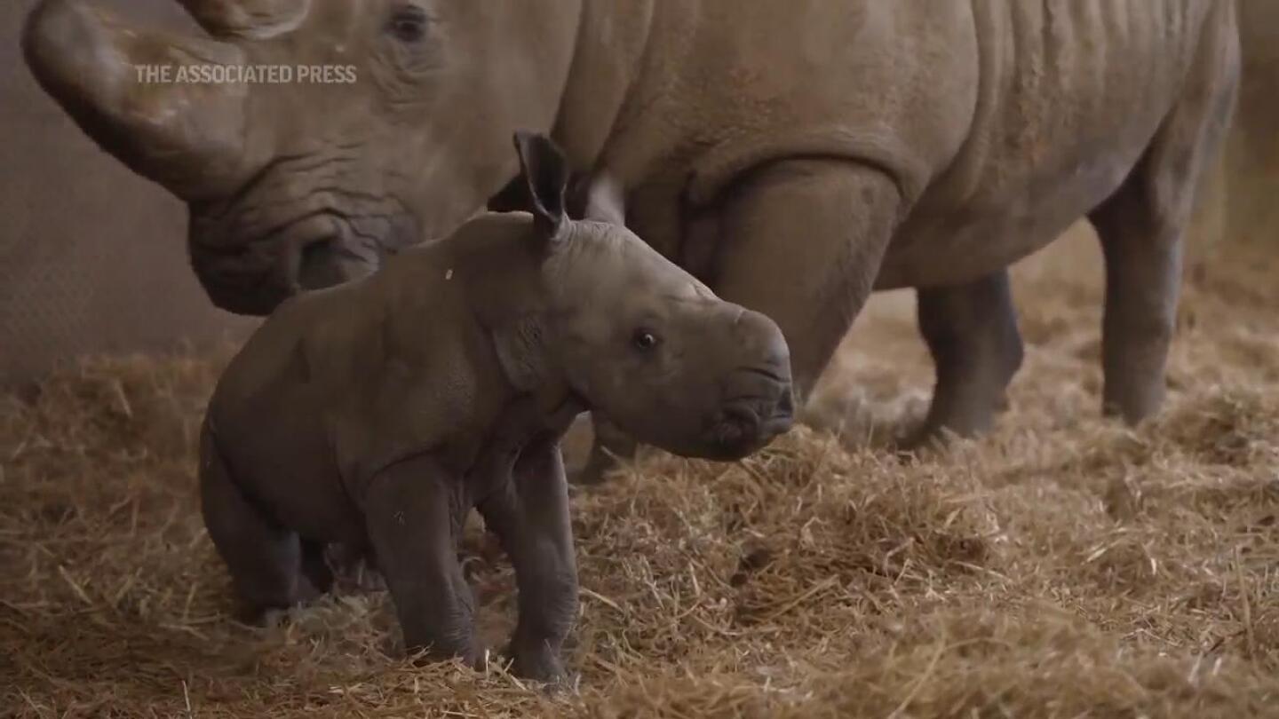 Baby rhino born at Whipsnade Zoo | AP News