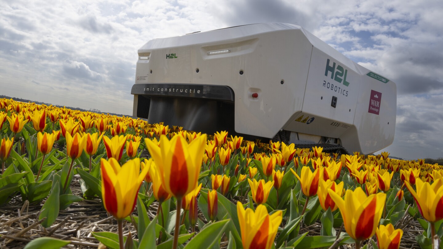 An AI robot is spotting sick tulips to slow the spread of disease through Dutch bulb fields