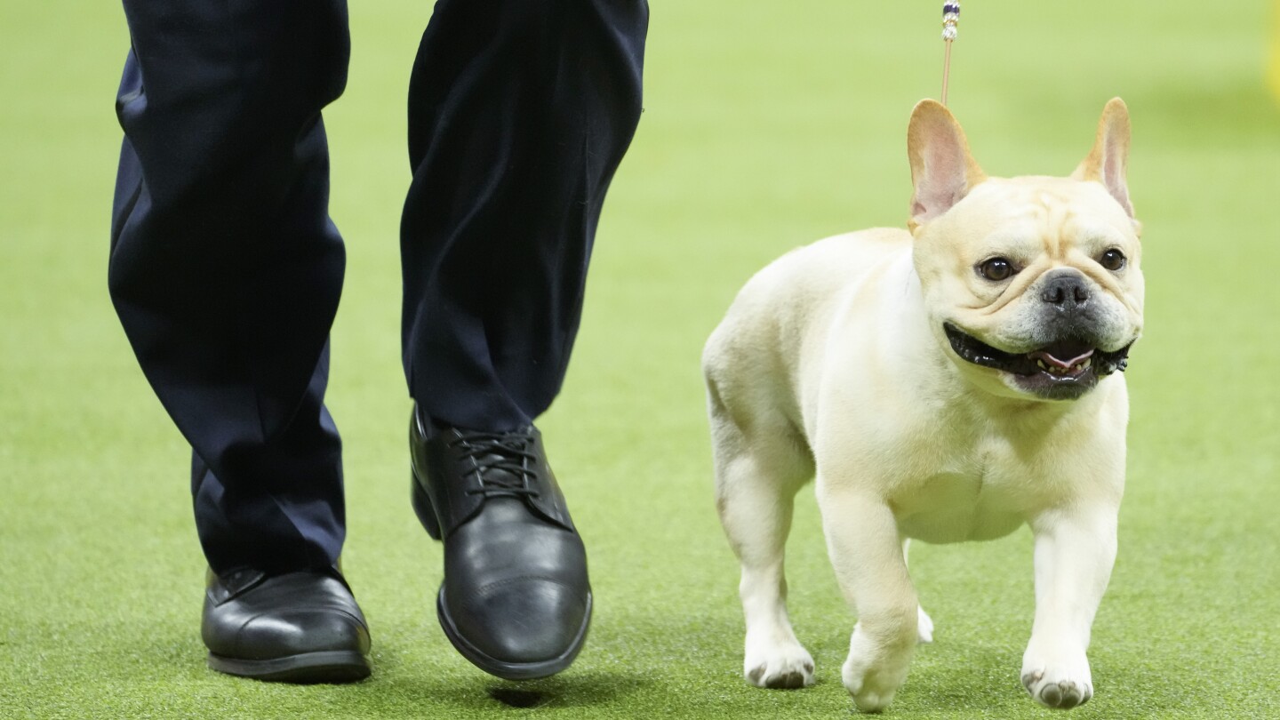 French bulldogs remain the most popular US breed in new rankings. Many fans aren’t happy