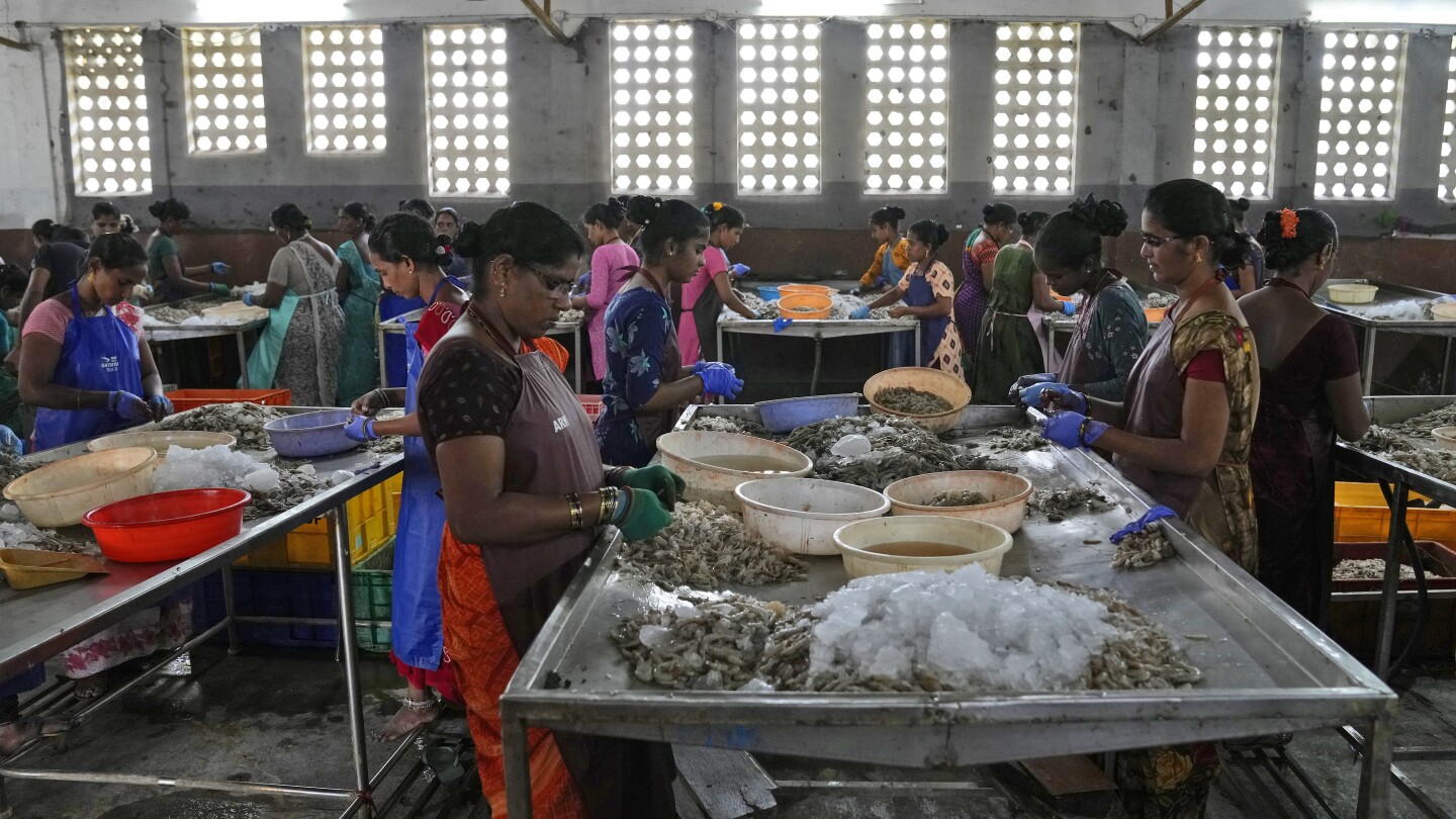 Highlights from the AP’s reporting on the shrimp industry in India