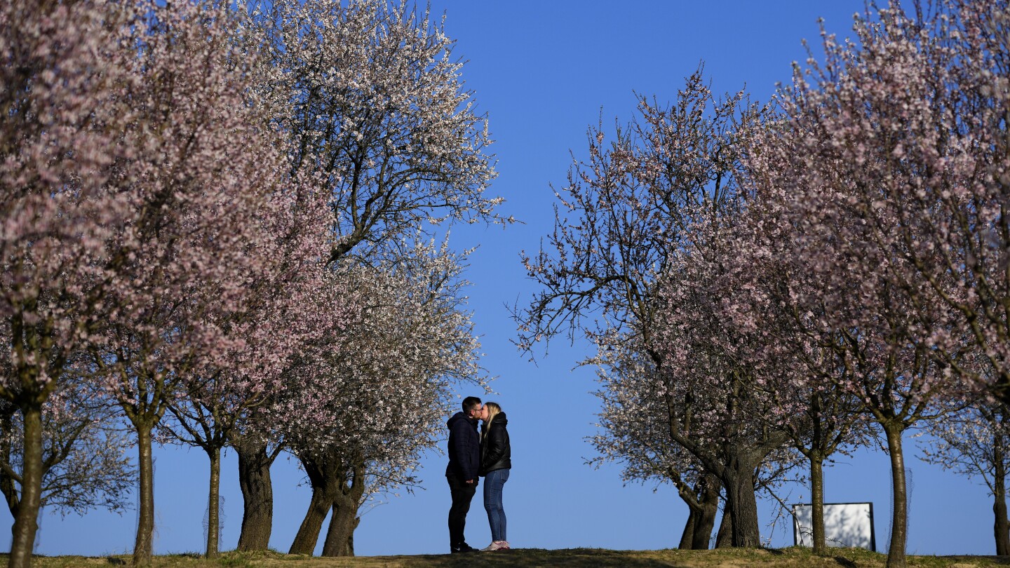 A rare Czech almond grove blooms early after an unusually warm winter