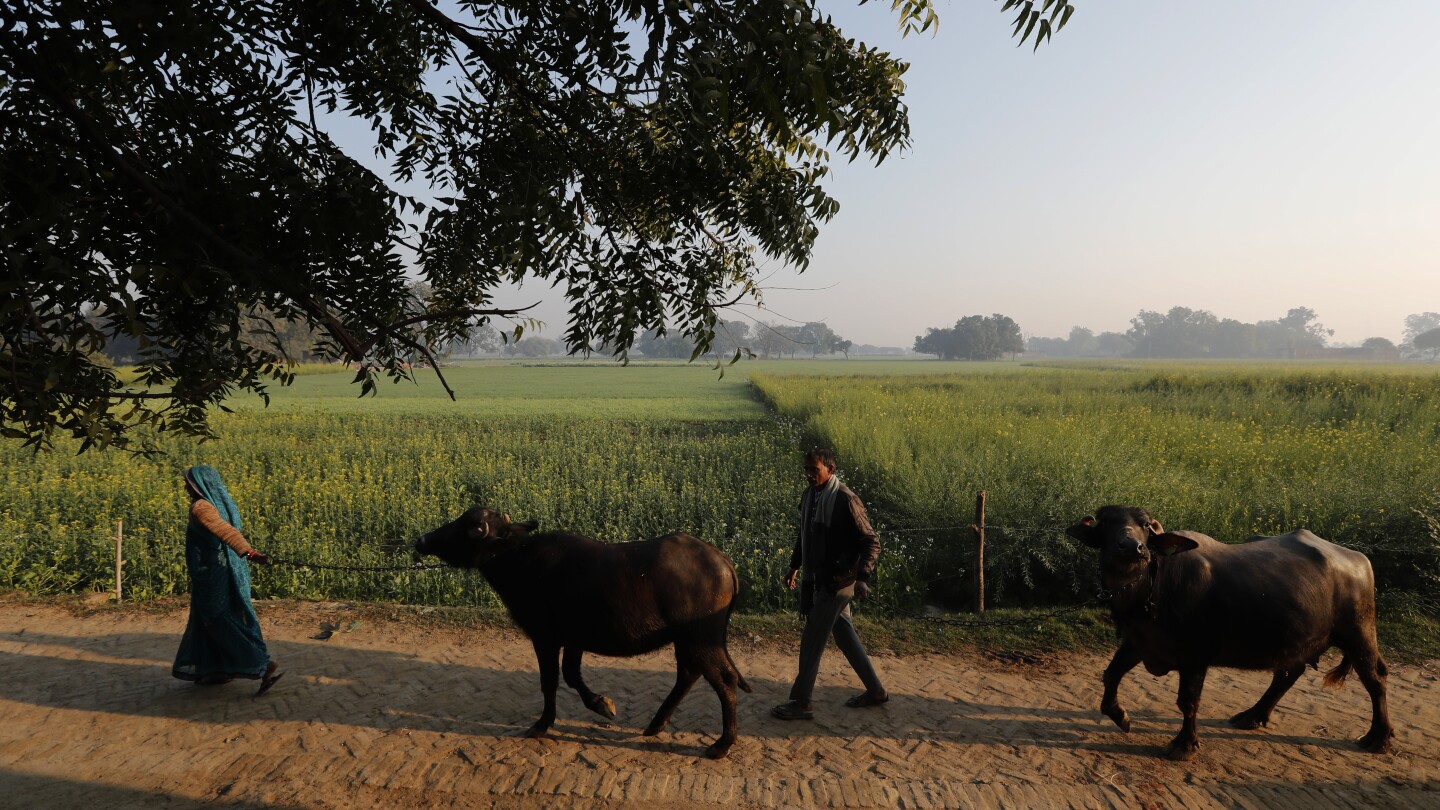 India has millions of dairy farmers. It’s creating a methane problem that’s tricky to solve