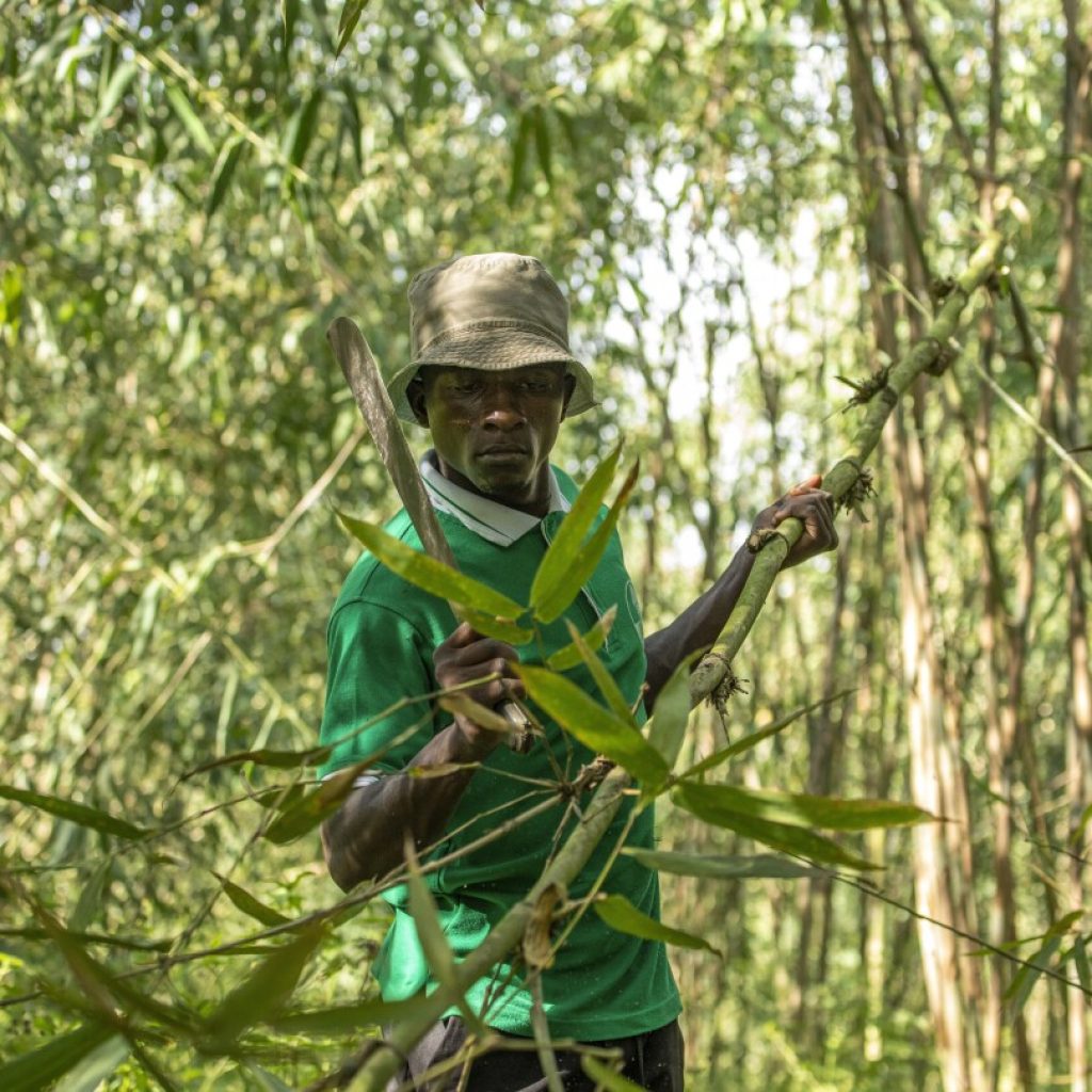 In Uganda, bamboo has government’s backing as a crop with real growth potential