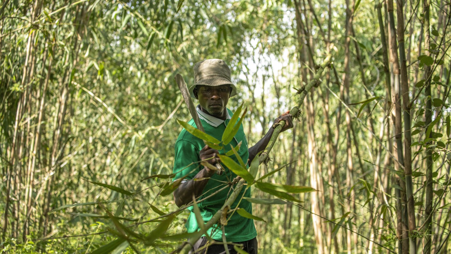 In Uganda, bamboo has government’s backing as a crop with real growth potential