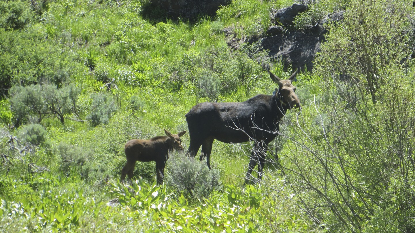 Nevada’s first big-game moose hunt will be tiny as unusual southern expansion defies climate change